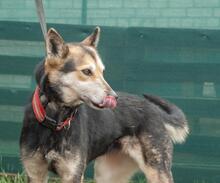 ALICE, Hund, Siberian Husky-Deutscher Schäferhund-Mix in Ukraine - Bild 2