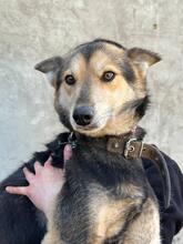 ALICE, Hund, Siberian Husky-Deutscher Schäferhund-Mix in Ukraine - Bild 3