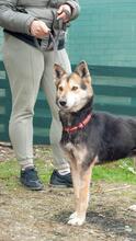 ALICE, Hund, Siberian Husky-Deutscher Schäferhund-Mix in Ukraine - Bild 4