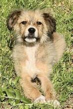 SALVO, Hund, Mischlingshund in Italien - Bild 1