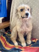 SALVO, Hund, Mischlingshund in Italien - Bild 10
