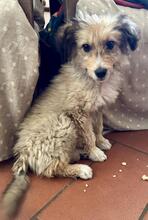 SALVO, Hund, Mischlingshund in Italien - Bild 13