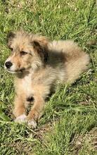 SALVO, Hund, Mischlingshund in Italien - Bild 2