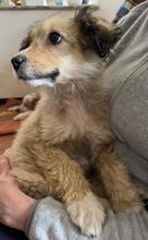 SALVO, Hund, Mischlingshund in Italien - Bild 4