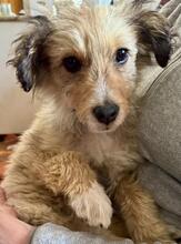 SALVO, Hund, Mischlingshund in Italien - Bild 5