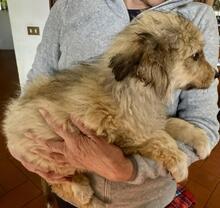 SALVO, Hund, Mischlingshund in Italien - Bild 6