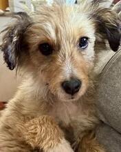 SALVO, Hund, Mischlingshund in Italien - Bild 7