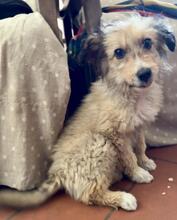 SALVO, Hund, Mischlingshund in Italien - Bild 8