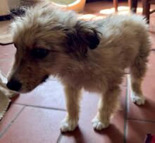 SALVO, Hund, Mischlingshund in Italien - Bild 9