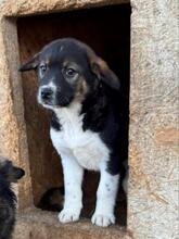 BEENIE, Hund, Mischlingshund in Rumänien - Bild 1