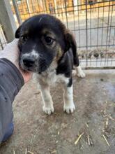 BEENIE, Hund, Mischlingshund in Rumänien - Bild 3