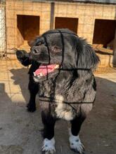 RIMMA, Hund, Mischlingshund in Nürnberg - Bild 1