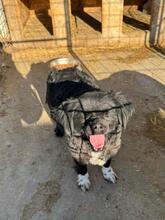 RIMMA, Hund, Mischlingshund in Nürnberg - Bild 4