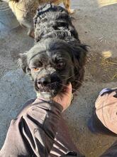 RIMMA, Hund, Mischlingshund in Nürnberg - Bild 5