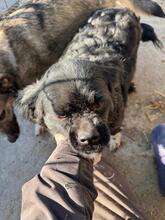 RIMMA, Hund, Mischlingshund in Nürnberg - Bild 6