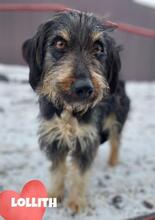LOLLITH, Hund, Mischlingshund in Rumänien - Bild 1