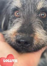 LOLLITH, Hund, Mischlingshund in Rumänien - Bild 2