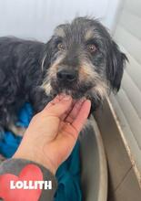 LOLLITH, Hund, Mischlingshund in Rumänien - Bild 3