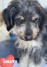 LOLLITH, Hund, Mischlingshund in Rumänien - Bild 4