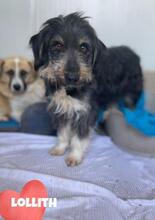 LOLLITH, Hund, Mischlingshund in Rumänien - Bild 5