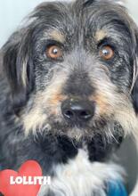 LOLLITH, Hund, Mischlingshund in Rumänien - Bild 6