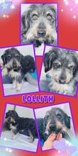 LOLLITH, Hund, Mischlingshund in Rumänien - Bild 7