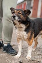 OLIVER, Hund, Australian Shepherd-Mix in Ukraine - Bild 1