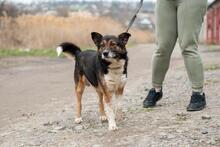 OLIVER, Hund, Australian Shepherd-Mix in Ukraine - Bild 2