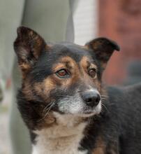 OLIVER, Hund, Australian Shepherd-Mix in Ukraine - Bild 3