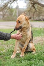 PUMA, Hund, Deutscher Schäferhund-Mix in Ukraine