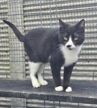 RUBY, Katze, Europäisch Kurzhaar in Berlin - Bild 1