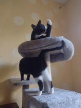 RUBY, Katze, Europäisch Kurzhaar in Berlin - Bild 10
