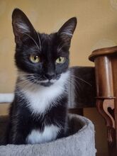 RUBY, Katze, Europäisch Kurzhaar in Berlin - Bild 11