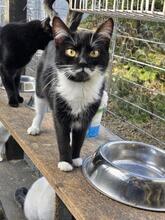 RUBY, Katze, Europäisch Kurzhaar in Berlin - Bild 12