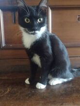 RUBY, Katze, Europäisch Kurzhaar in Berlin - Bild 13