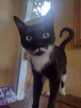 RUBY, Katze, Europäisch Kurzhaar in Berlin - Bild 14