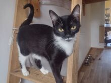 RUBY, Katze, Europäisch Kurzhaar in Berlin - Bild 15