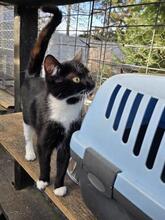 RUBY, Katze, Europäisch Kurzhaar in Berlin - Bild 16