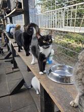 RUBY, Katze, Europäisch Kurzhaar in Berlin - Bild 17
