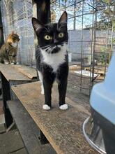 RUBY, Katze, Europäisch Kurzhaar in Berlin - Bild 18