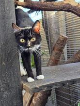 RUBY, Katze, Europäisch Kurzhaar in Berlin - Bild 19