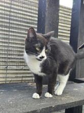 RUBY, Katze, Europäisch Kurzhaar in Berlin - Bild 2
