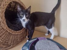 RUBY, Katze, Europäisch Kurzhaar in Berlin - Bild 3