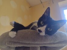RUBY, Katze, Europäisch Kurzhaar in Berlin - Bild 4