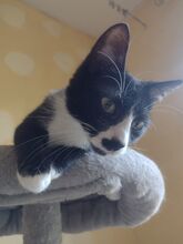 RUBY, Katze, Europäisch Kurzhaar in Berlin - Bild 5
