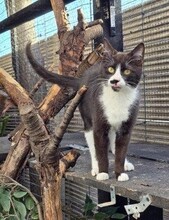 RUBY, Katze, Europäisch Kurzhaar in Berlin - Bild 6