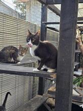 RUBY, Katze, Europäisch Kurzhaar in Berlin - Bild 7