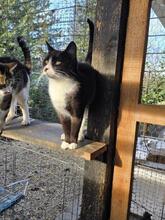 RUBY, Katze, Europäisch Kurzhaar in Berlin - Bild 8
