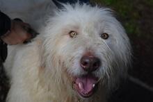 MENODORO, Hund, Spinone Italiano-Mix in Italien - Bild 5