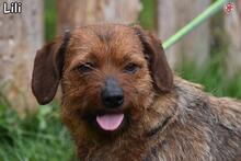 LILI, Hund, Mischlingshund in Donzdorf - Bild 1